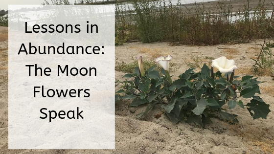 It might seem strange: The moonblossoms teach us about abundance and prosperity as they bloom by the Kern River. 
