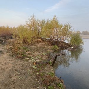 Alongside the Kern River as it runs through Bakersfield, new trees have sprouted in the last few years. 