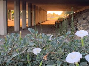 Loco Weed (moonblossoms) blooming at Sunrise beside the Calloway bridge in Southwest Bakersfield