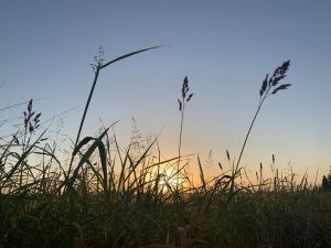 Tall grasess at sunrise - the sun is barely seen on the horizon and it seems as if the tall grasses want to listen and see the sunrise to learn its lessons.