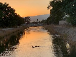 A mallard duck family swims in the canal off Brundage Lane in Bakersfield at Sunrise