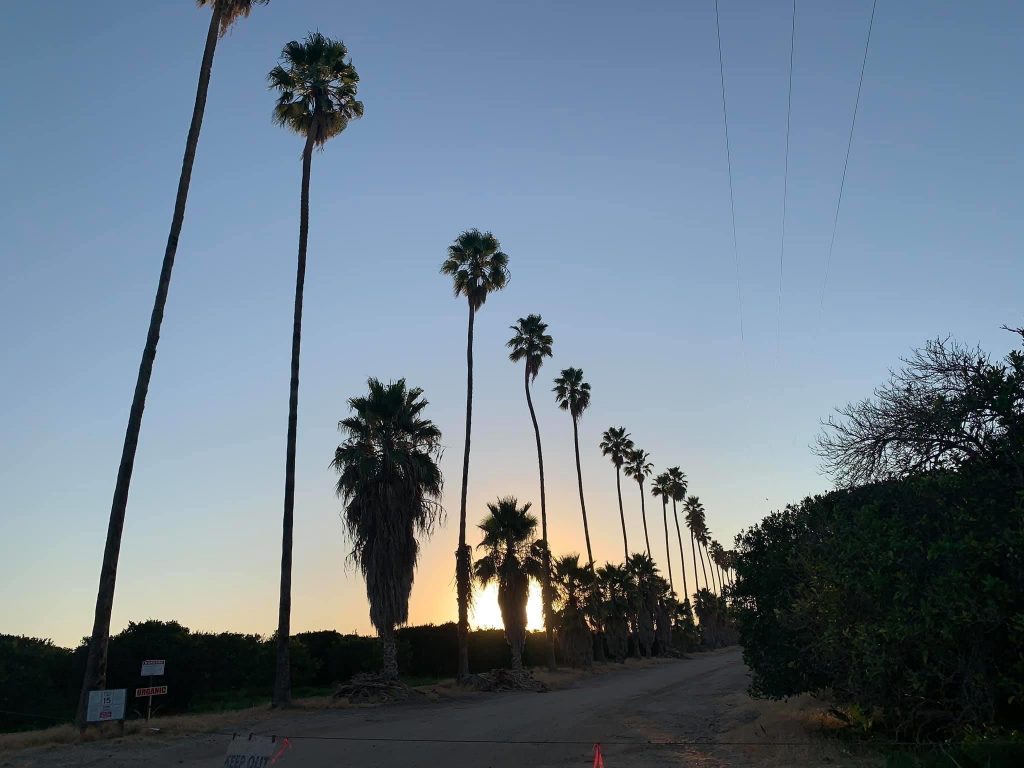 A row of palm trees at sunrise is one of the haiku photos I have taken during 2020. Poetry and dailiness has made a big difference for me with Micro Goals.