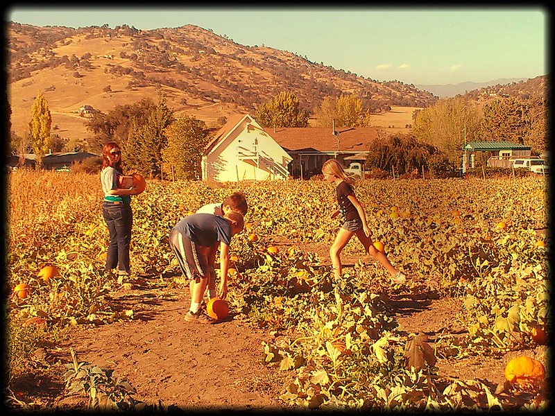 Playing in the pumpkin patches in Tehachapi is a family favorite. Here, four children find the perfect pumpkin.