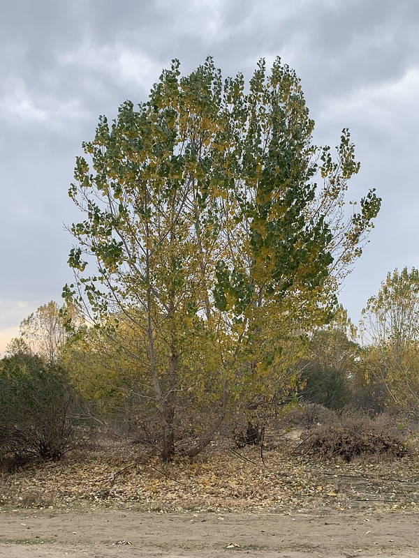 a cottonwood tree with multi colored leaves stands tall at the Panorama Vista Preserve
