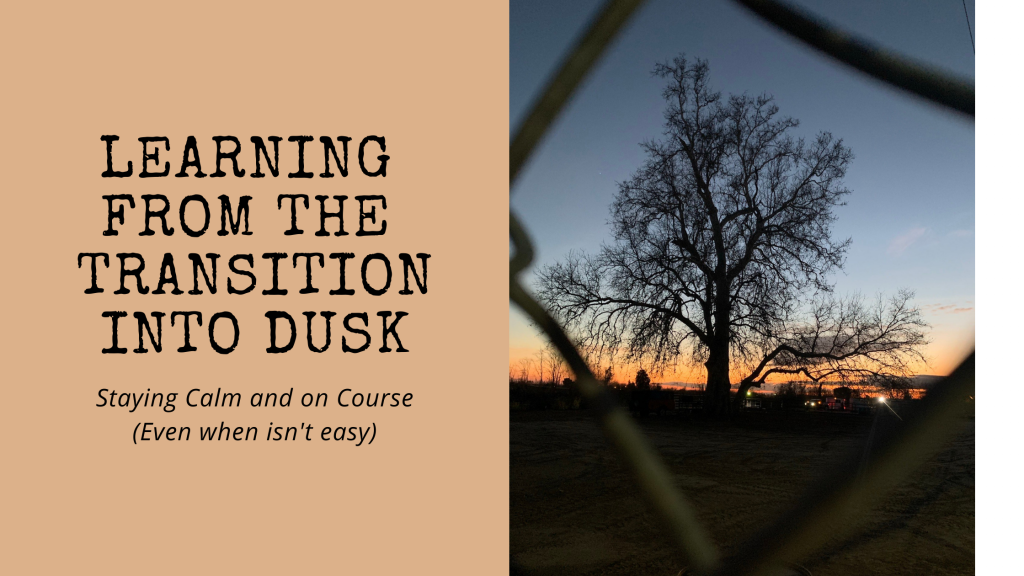 A tall cottonwood behind a chain link fence at sunset. Title is "Learning from Transition Into Dusk. Staying Calm even when it isn't easy)