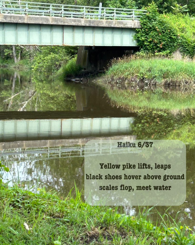 Bridge over the Walkill river with this Haiku written on it.
Haiku 6/37
Yellow pike lifts, leaps
 black shoes hover above ground
scales flop, meet water 
